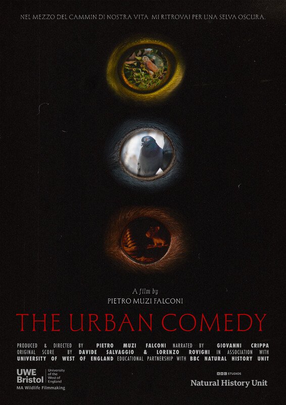 The Urban Comedy